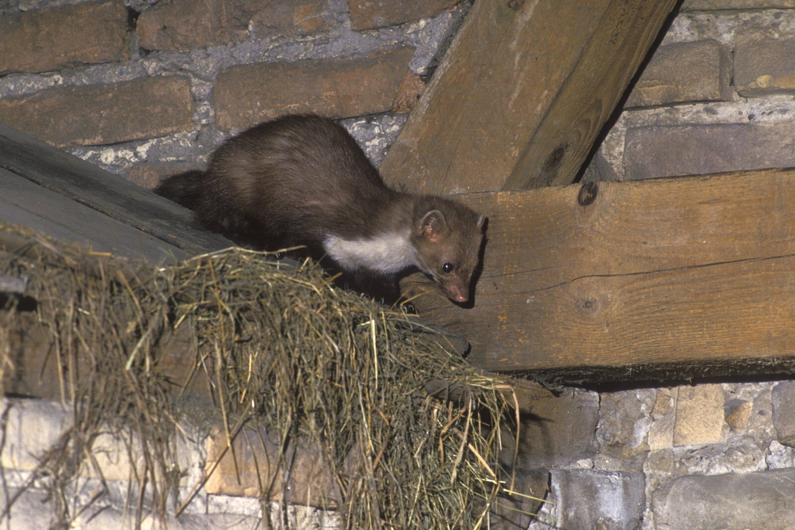 Traitement fouines dans les combles à Blain