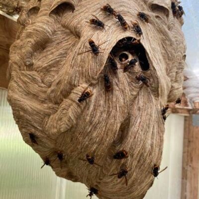 Destruction nids de guêpes et frelons à Blain