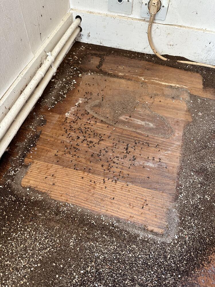 Invasion de fourmis noires sur un plancher en bois au pied d'une prise électrique, avant traitement anti-fourmis AM-PureZone à Redon
