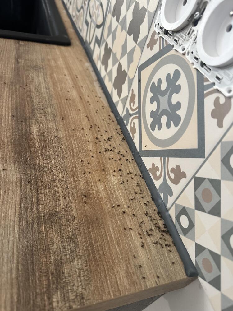 Fourmis envahissant un plan de travail de cuisine le long des prises électriques, traitement anti-fourmis secteur Avessac
