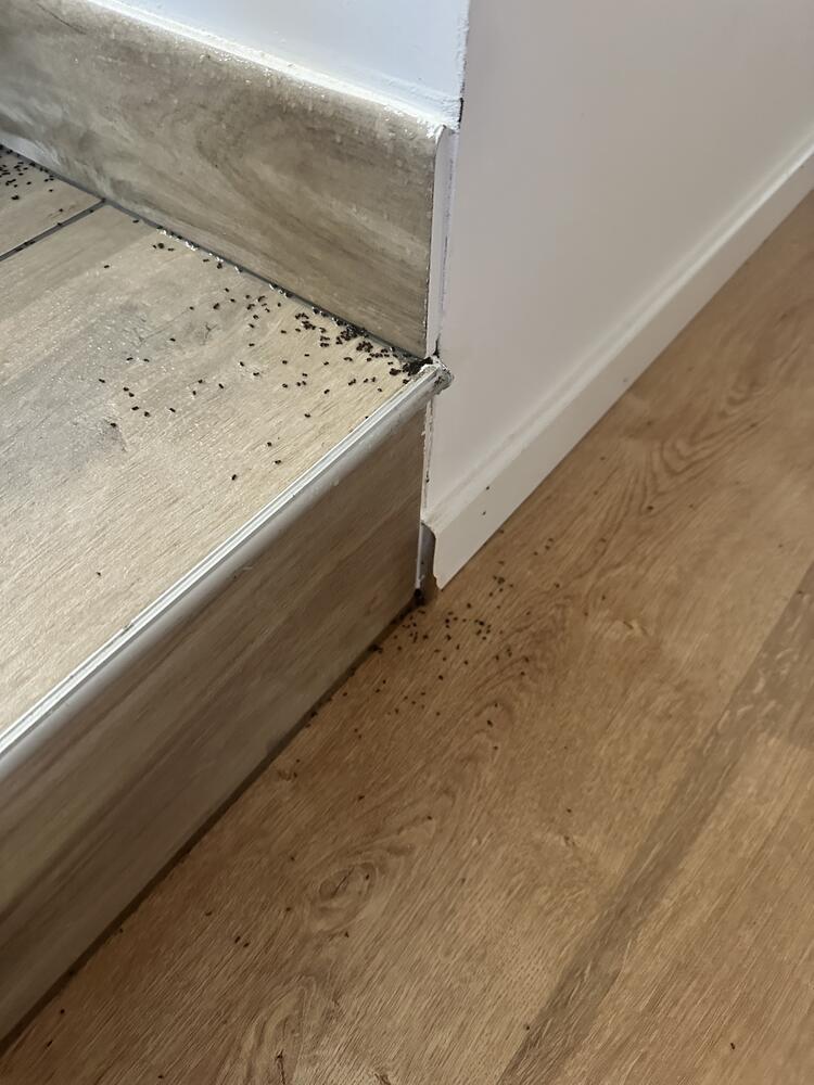 Piste de fourmis suivant l'arête d'une marche et la plinthe dans une habitation, désinsectisation AM-PureZone