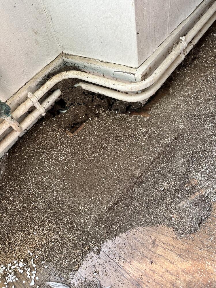 Amas de fourmis concentré dans l'angle d'une plinthe avant intervention anti-nuisibles sur le secteur de Redon