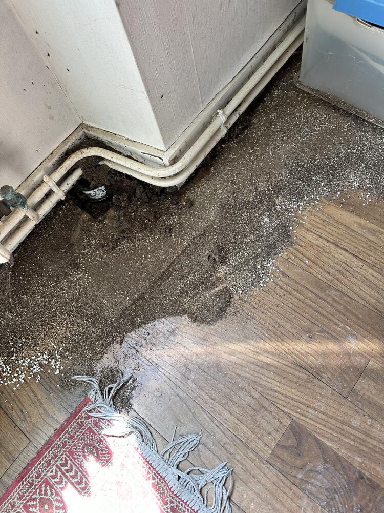 Nid de fourmis actif sous une canalisation avec terre remontée, élimination de la colonie par AM-PureZone