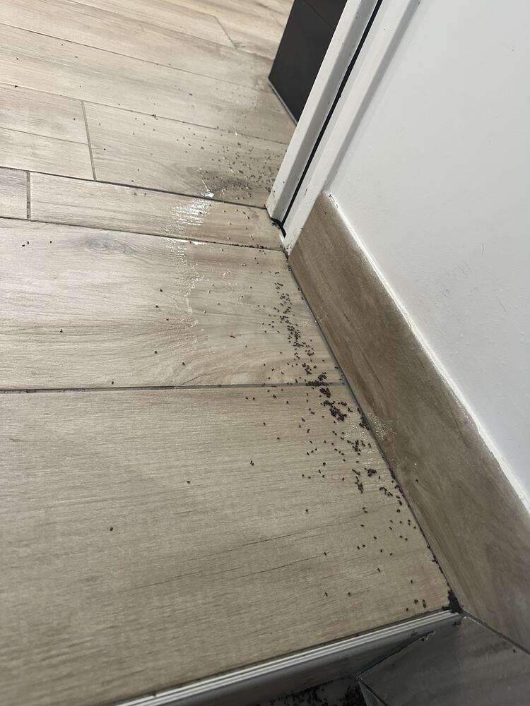 File de fourmis franchissant le seuil d'une porte le long de la plinthe, traitement fourmis à Avessac et alentours