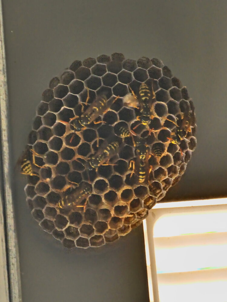 Nid de guêpes polistes accroché au plafond près d'une grille d'aération, avant destruction par AM-PureZone à Saint-Nicolas-de-Redon