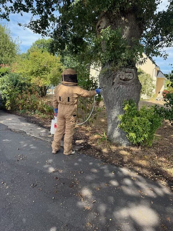 Destruction d'un nid de frelons installé dans la cavité d'un tronc de chêne à Fégréac par un technicien AM-PureZone équipé d'une combinaison de protection