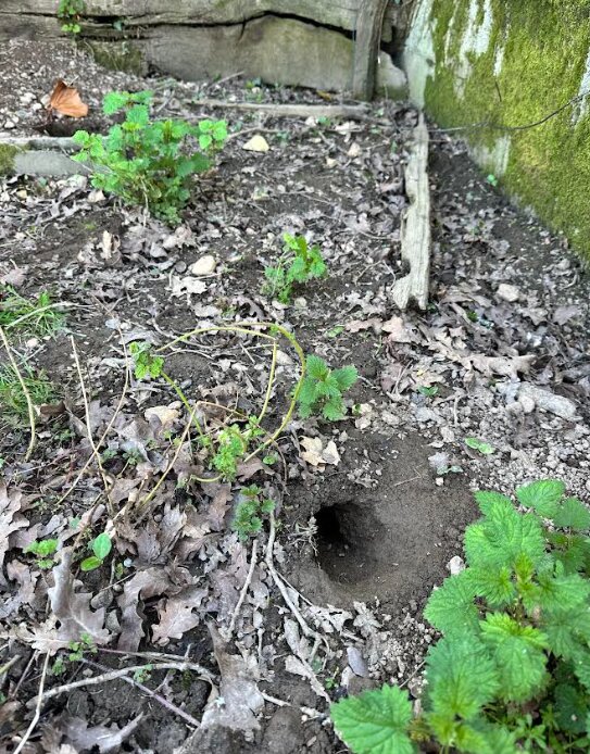 Terrier de rat creusé en pleine terre sous la végétation, repéré lors d'un diagnostic de dératisation AM-PureZone