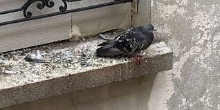 Dégâts causés par les pigeons sur un bâtiment